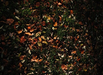 Random Nature Photos-IMG_2299_b_1000.JPG (image/jpeg, 316111 B)