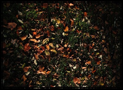 Random Nature Photos-IMG_2299_b_1000_r_2.JPG (image/jpeg, 307976 B)