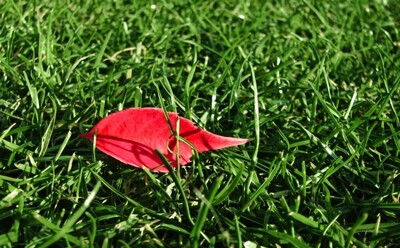 Random Nature Photos-IMG_2382_b_1000_2.jpg (image/jpeg, 216809 B)