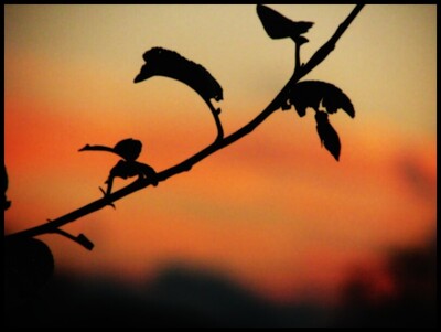 Random Nature Photos-img_2150_b_818.jpg (image/jpeg, 63246 B)